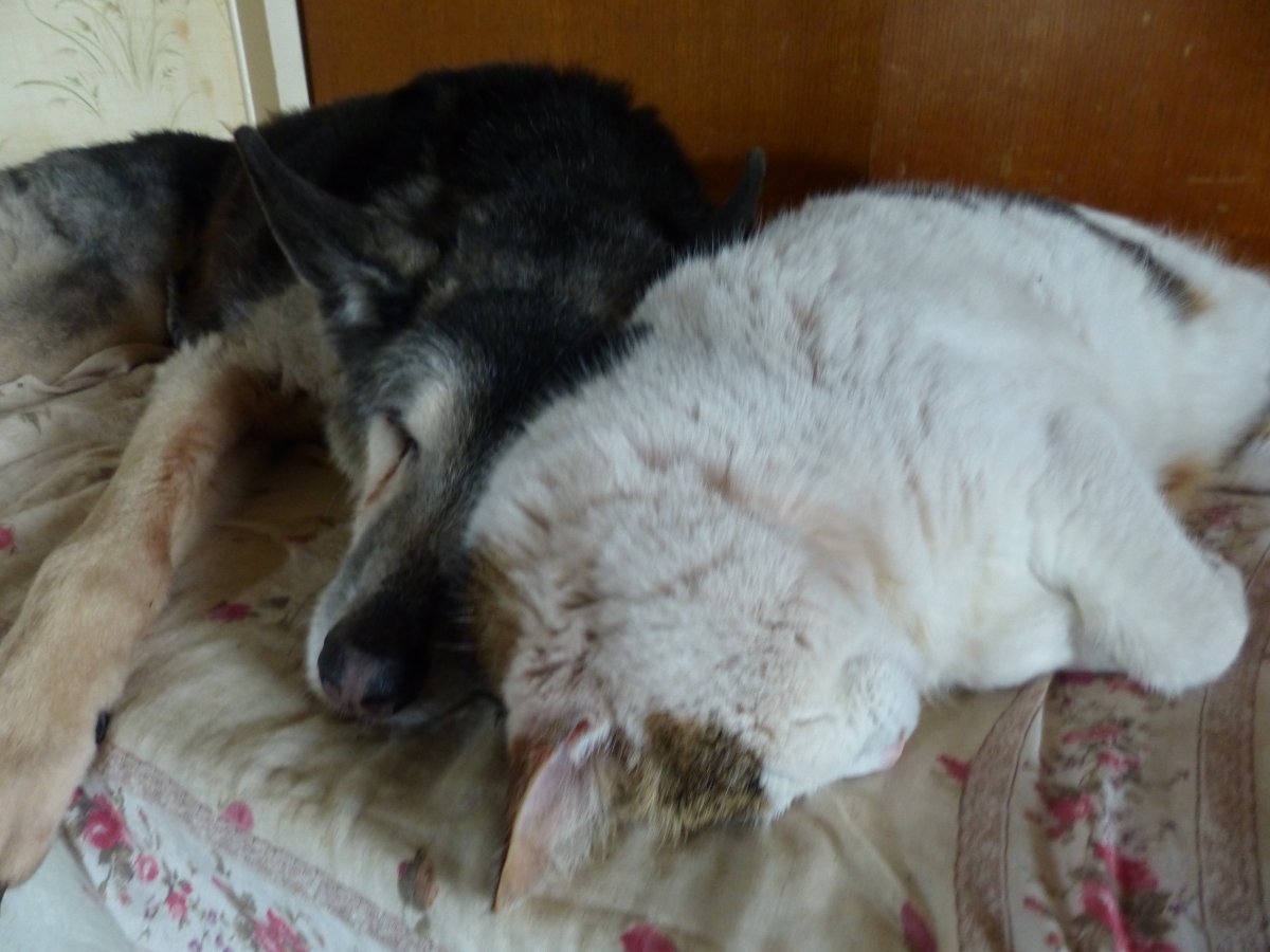 Les assistants à quatre pattes du labo Photo des animaux de la maison : Basile et Romarin les ânes, la chienne Fiona et le chat Muffin, gardiens de l'humeur créative de l'artisane.